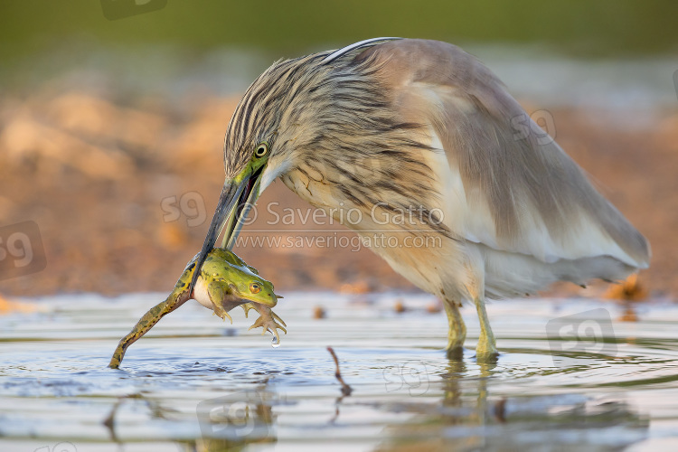 Squacco Heron