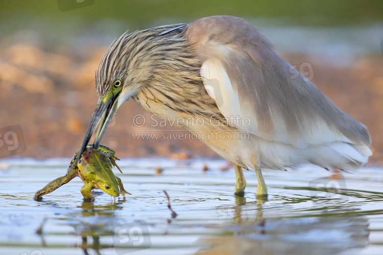 Squacco Heron