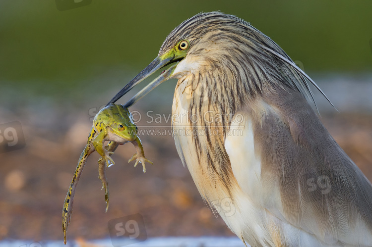 Squacco Heron