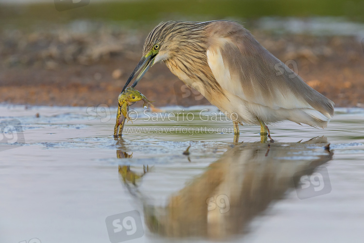 Squacco Heron