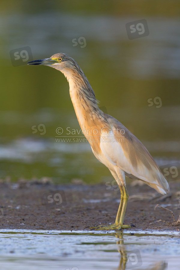 Squacco Heron