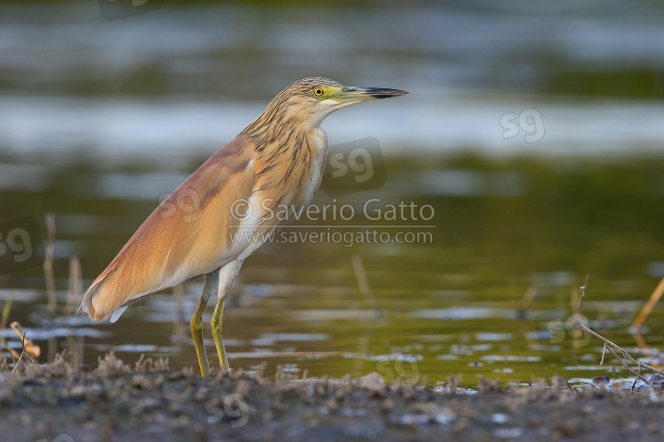 Squacco Heron