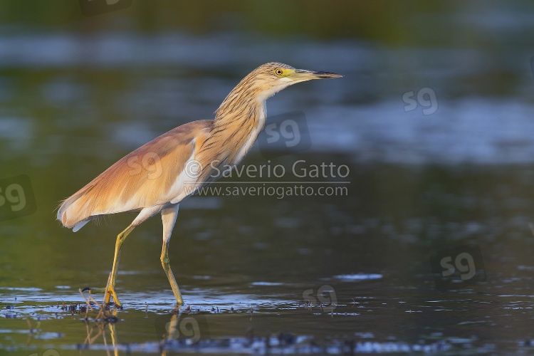 Squacco Heron