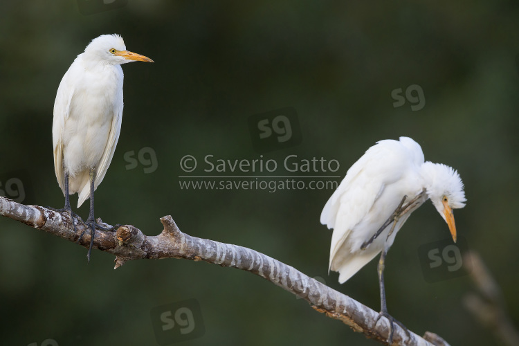 Cattle Egret