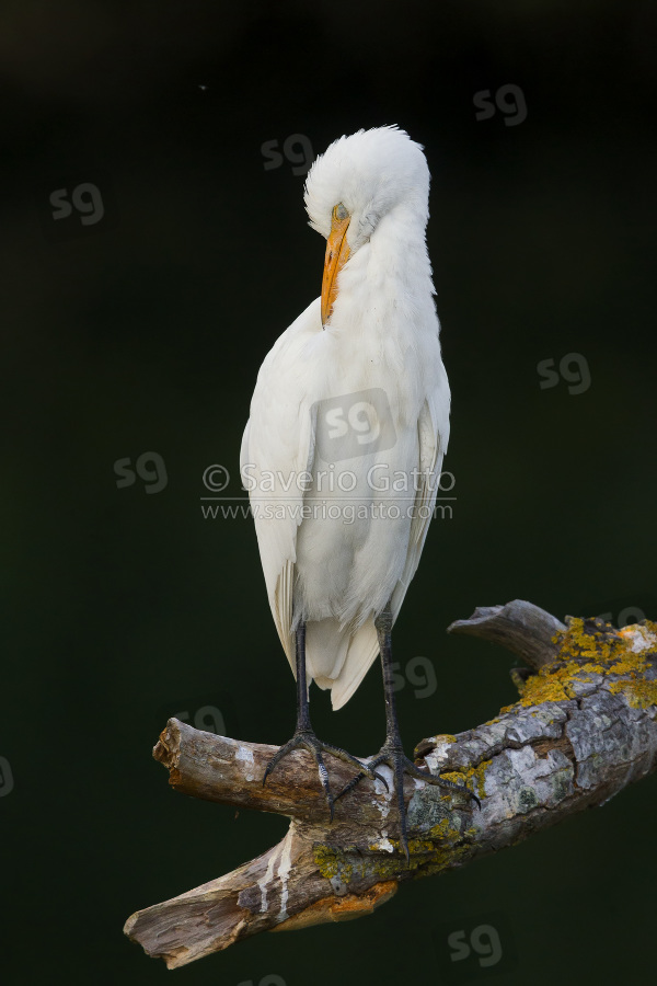 Cattle Egret