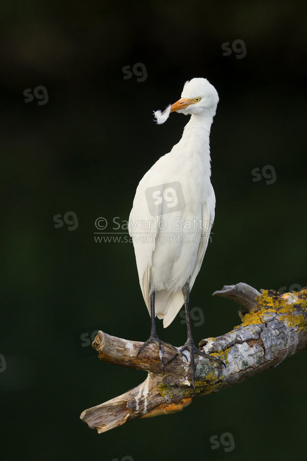 Cattle Egret