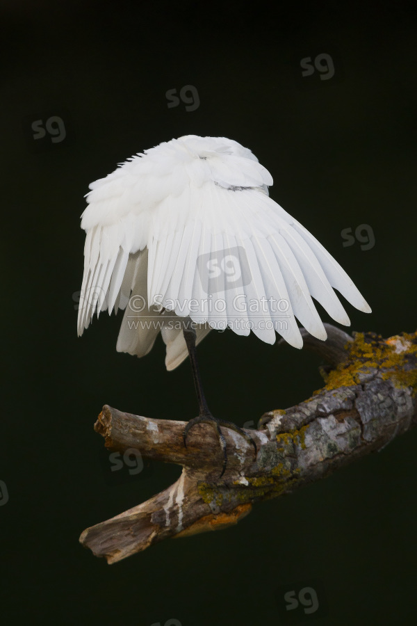 Cattle Egret