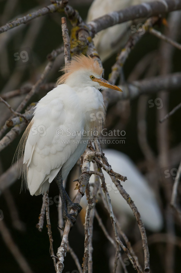 Cattle Egret