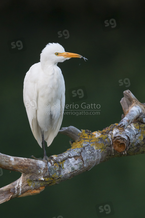 Cattle Egret