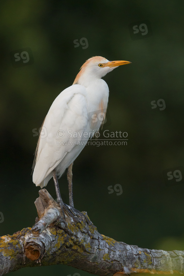 Cattle Egret