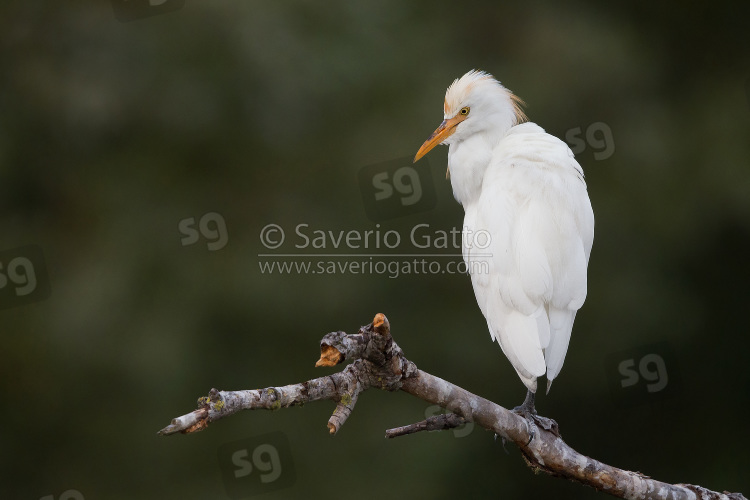 Cattle Egret