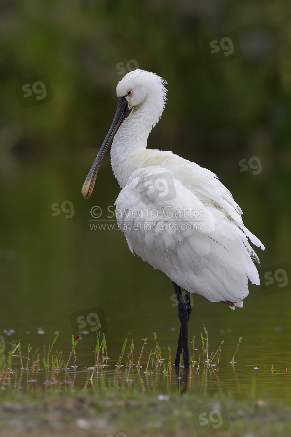 Eurasian Spoonbill