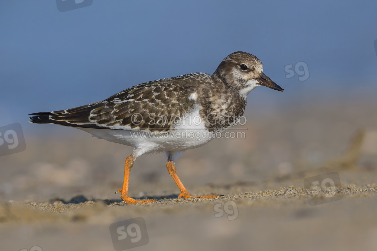 Ruddy Turnstone