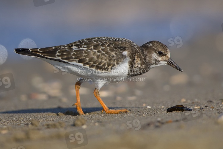 Ruddy Turnstone