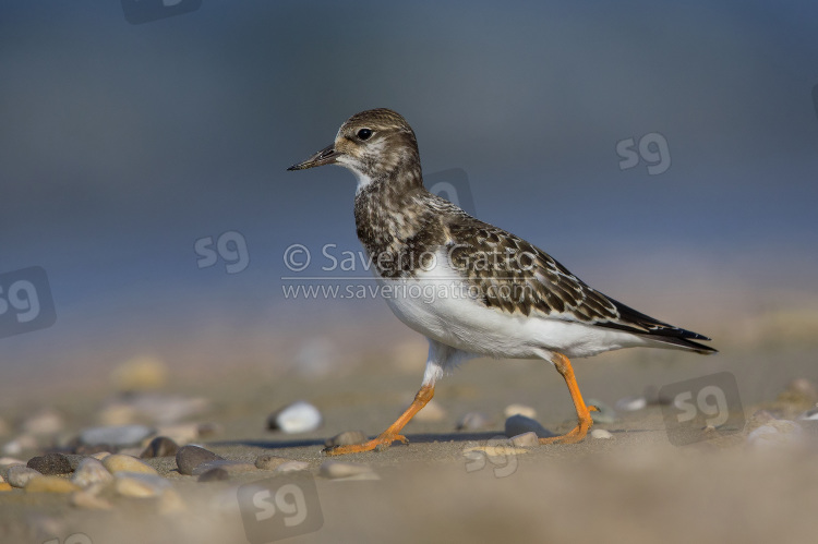 Ruddy Turnstone