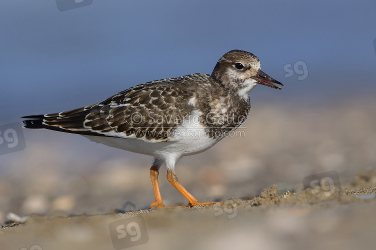 Ruddy Turnstone