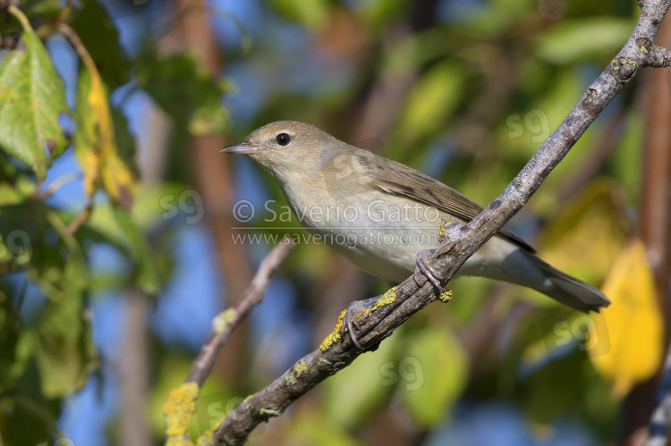 Garden Warbler