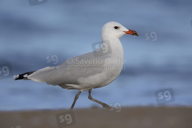 Audouin's Gull