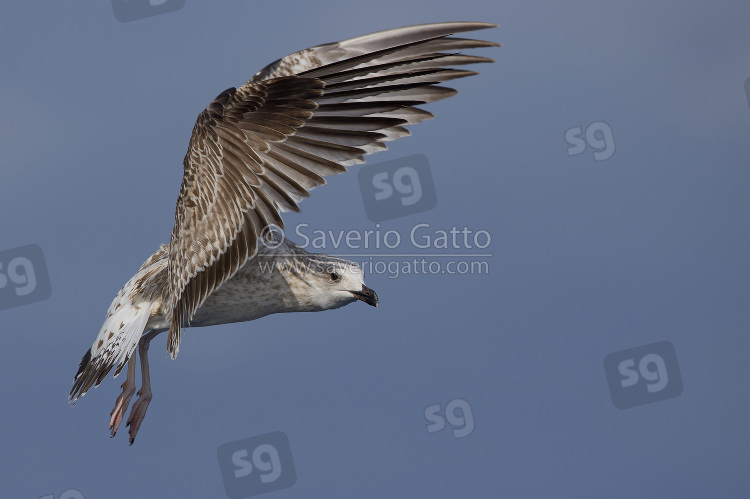 Gabbiano reale mediterraneo