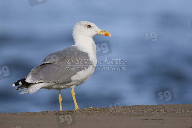 Gabbiano reale mediterraneo