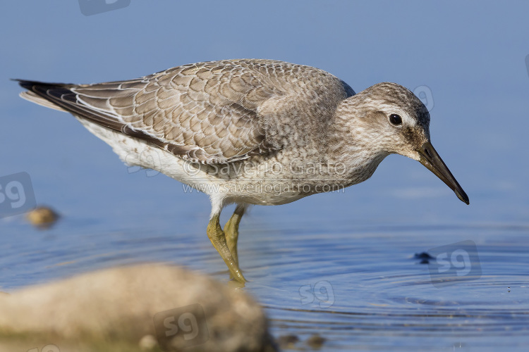 Red Knot