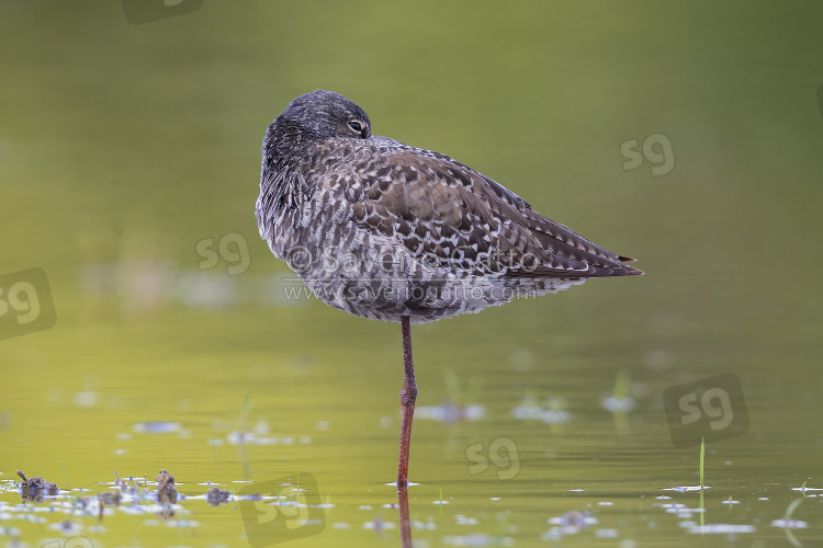 Spotted Redshank