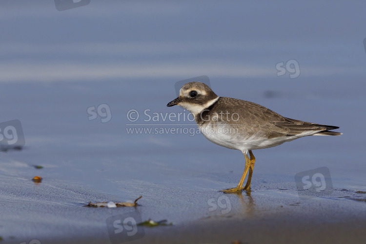 Ringed Plover