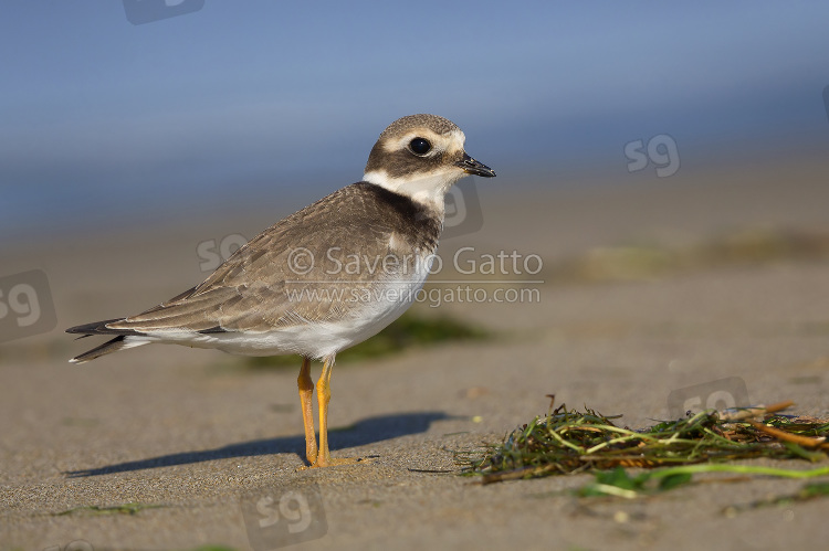 Ringed Plover