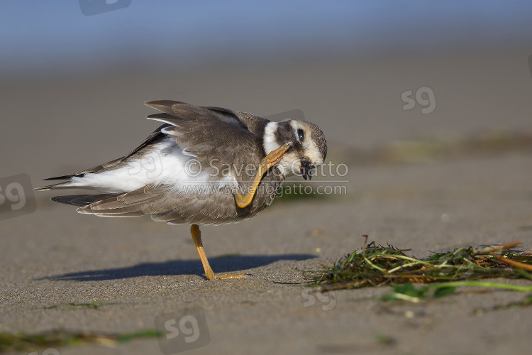 Ringed Plover