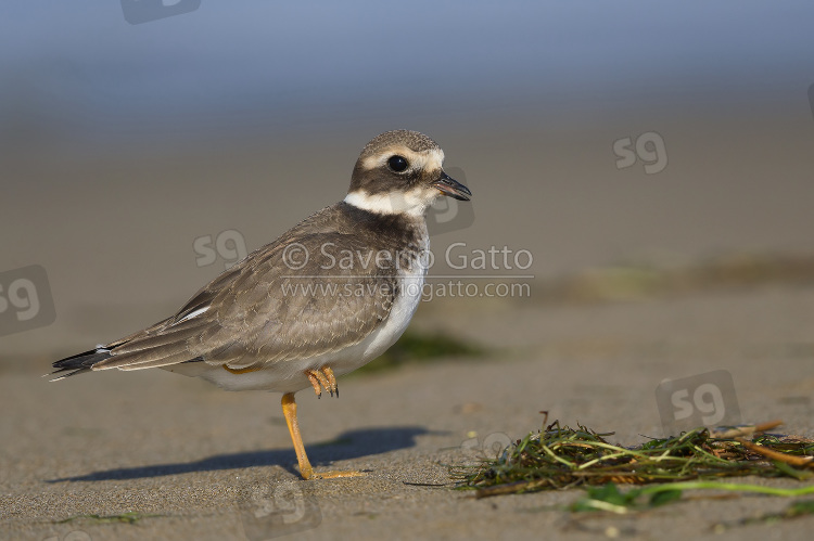 Ringed Plover