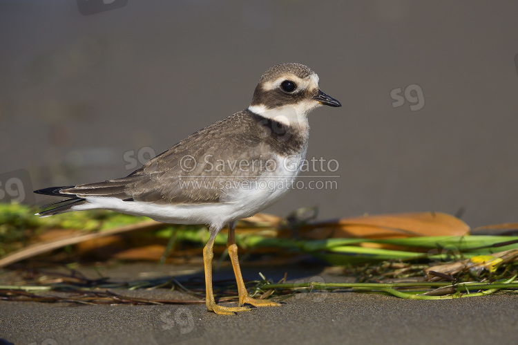 Ringed Plover