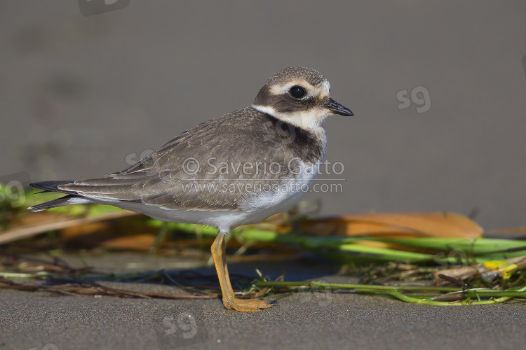 Ringed Plover