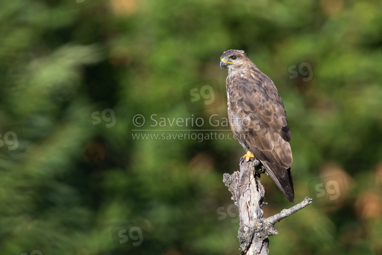 Common Buzzard