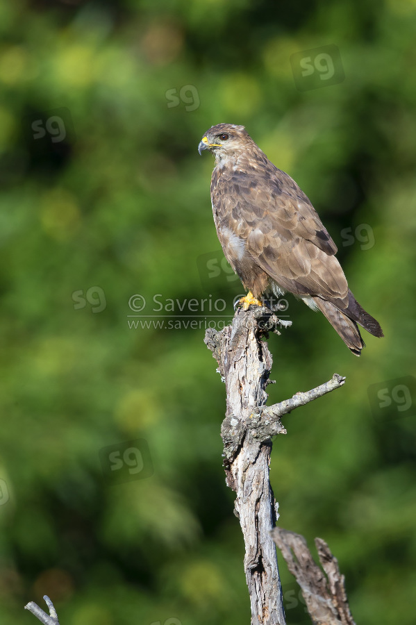 Common Buzzard