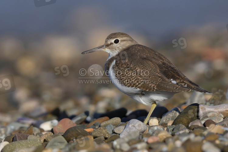 Common Sandpiper