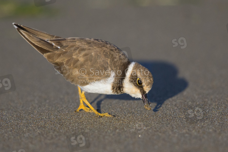 Little Ringed Plover