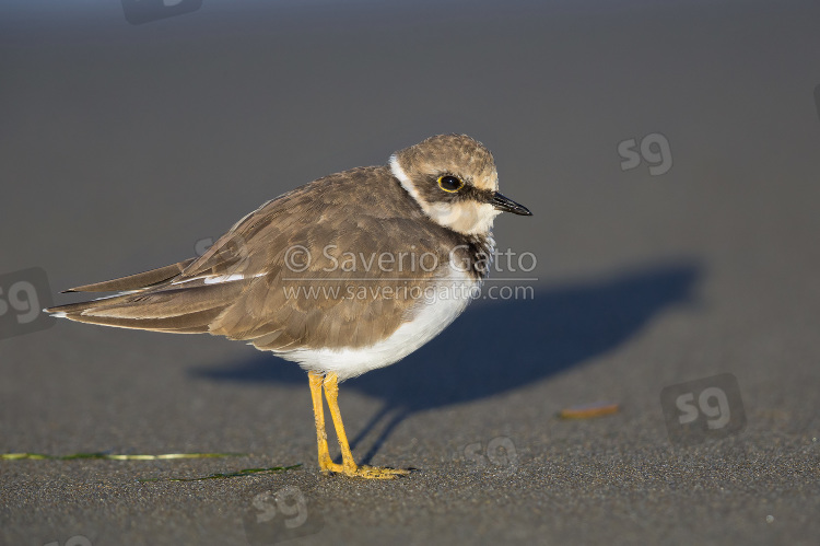 Little Ringed Plover