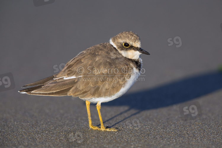 Little Ringed Plover