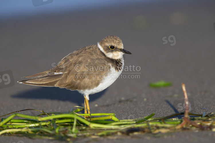 Little Ringed Plover