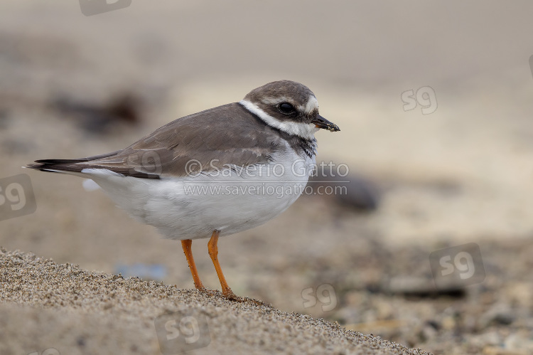 Ringed Plover