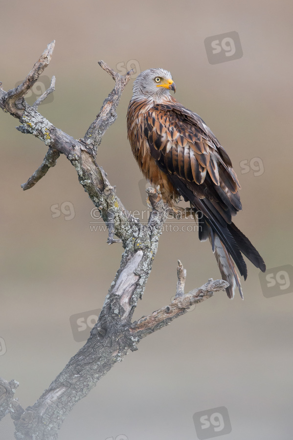 Red Kite