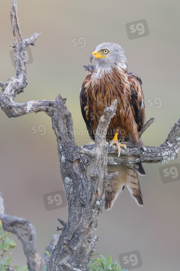 Red Kite