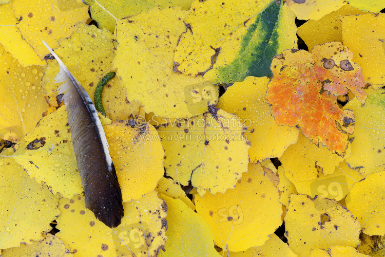 Jay feather on autumn leaves