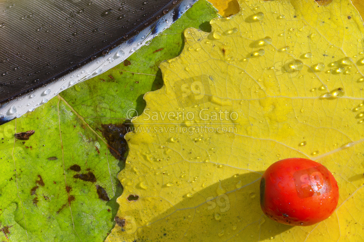 Jay feather on autumn leaves