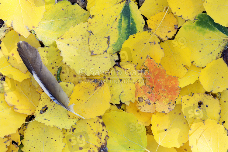 Jay feather on autumn leaves