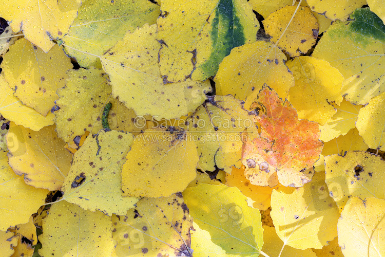 Pattern of autumn leaves