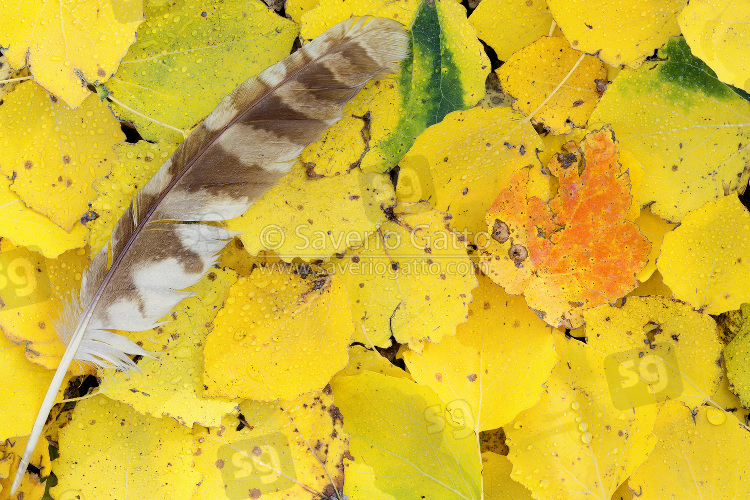 Tawny Owl feather on yellow leaves