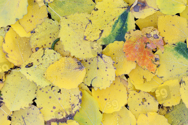 Pattern of autumn leaves