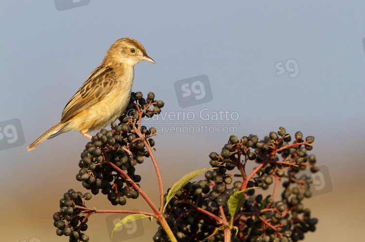 Zitting Cisticola