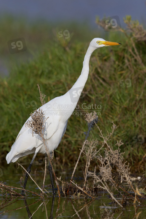 Intermediate Egret